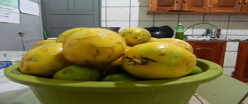 Agricultura familiar fornece produtos para a merenda escolar 