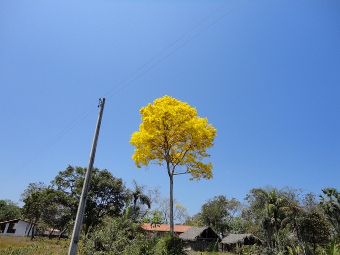 Pau d’arco, resistente, durável, exuberante, apreciado pela beleza de suas flores, a árvore é vista como símbolo da primavera  - Imagem 1