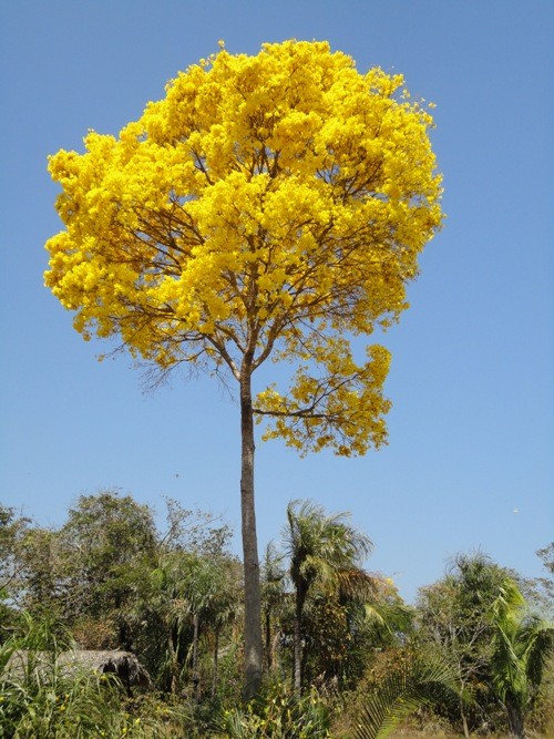 Pau d’arco, resistente, durável, exuberante, apreciado pela beleza de suas flores, a árvore é vista como símbolo da primavera  - Imagem 5
