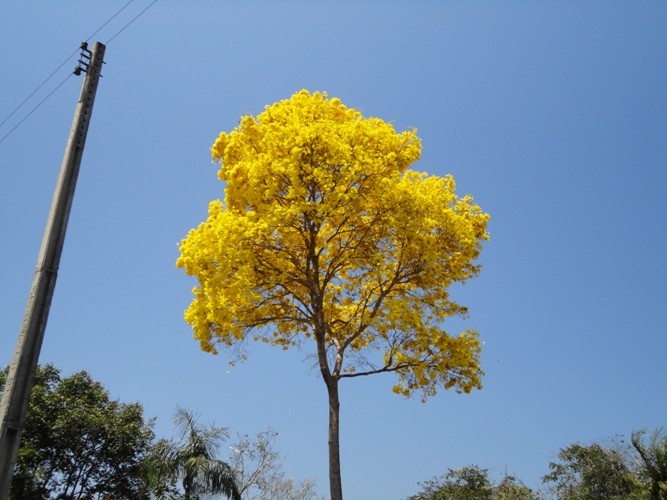 Pau d’arco, resistente, durável, exuberante, apreciado pela beleza de suas flores, a árvore é vista como símbolo da primavera  - Imagem 3