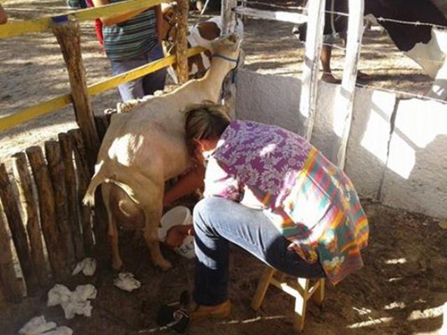 Festa do Bode de Batalha 2014 consolidada como a maior de todas as edições já realizadas‏ - Imagem 10