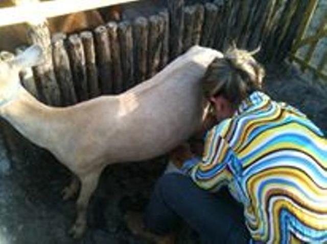 Festa do Bode de Batalha 2014 consolidada como a maior de todas as edições já realizadas‏ - Imagem 8