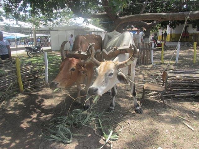 Festa do Bode de Batalha 2014 consolidada como a maior de todas as edições já realizadas‏ - Imagem 37