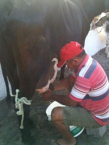 Festa do Bode de Batalha 2014 consolidada como a maior de todas as edições já realizadas‏ - Imagem 35