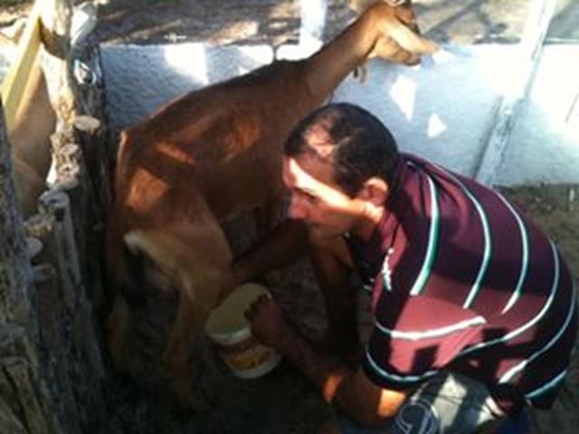 Festa do Bode de Batalha 2014 consolidada como a maior de todas as edições já realizadas‏ - Imagem 1