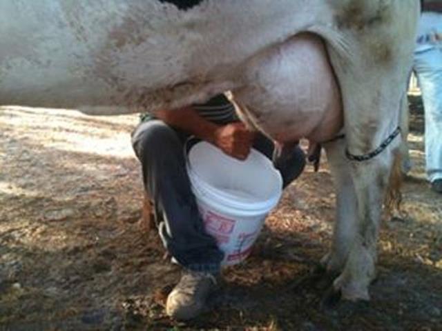 Festa do Bode de Batalha 2014 consolidada como a maior de todas as edições já realizadas‏ - Imagem 36