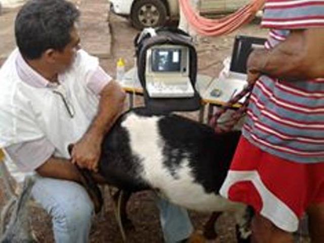 Festa do Bode de Batalha 2014 consolidada como a maior de todas as edições já realizadas‏ - Imagem 11