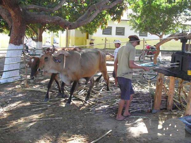 9º Festa do Bode de Batalha - Imagem 6