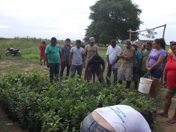 Prefeitura de Miguel Alves doa 600 mudas para arborização do município - Imagem 10