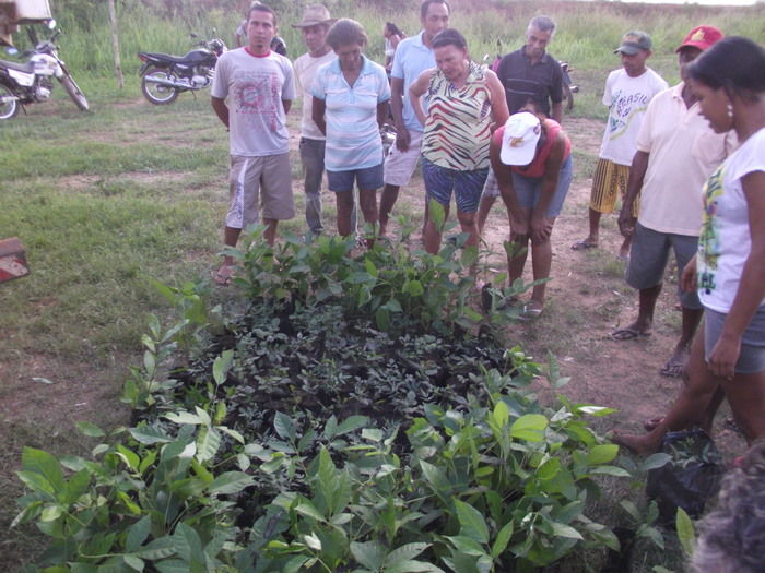 Prefeitura de Miguel Alves doa 600 mudas para arborização do município - Imagem 9