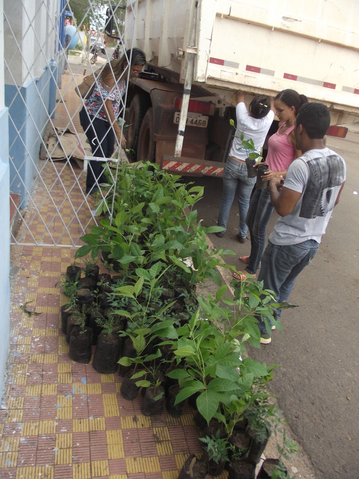 Prefeitura de Miguel Alves doa 600 mudas para arborização do município - Imagem 1