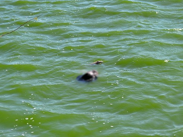 Corpo é encontrado boiando na Lagoa do Bebedouro em Parnaíba - Imagem 1