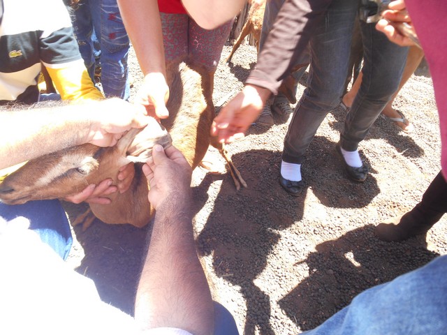 Universidade Federal Desenvolve Projeto em Ipiranga do Piauí - Imagem 65