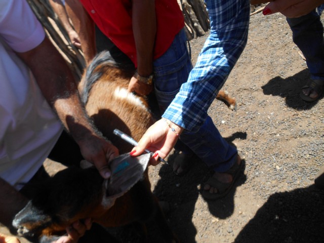 Universidade Federal Desenvolve Projeto em Ipiranga do Piauí - Imagem 77