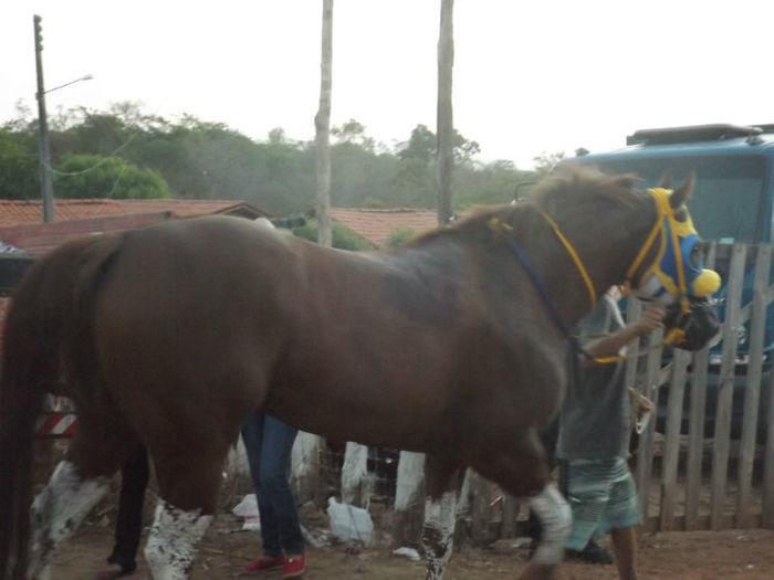 19ª Corrida de Cavalo - Imagem 31