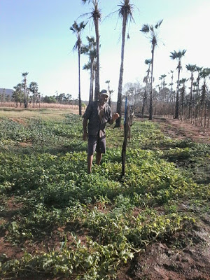 Plantio de Melância - agua reaproveitada do criatorio de peixe