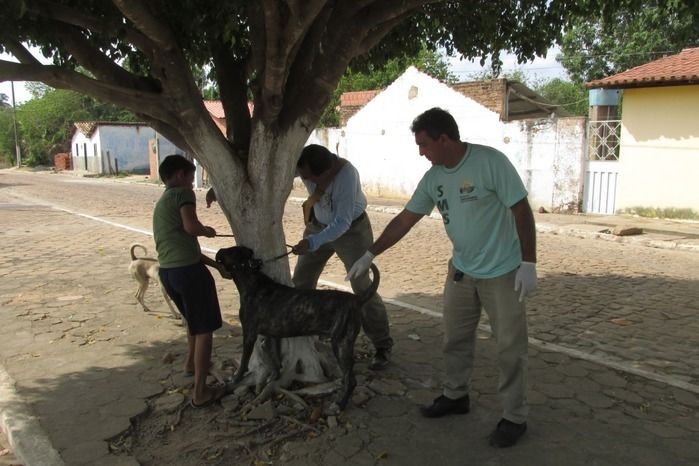 Vacinação de Cães e Gatos já iniciou em Agricolândia  - Imagem 7