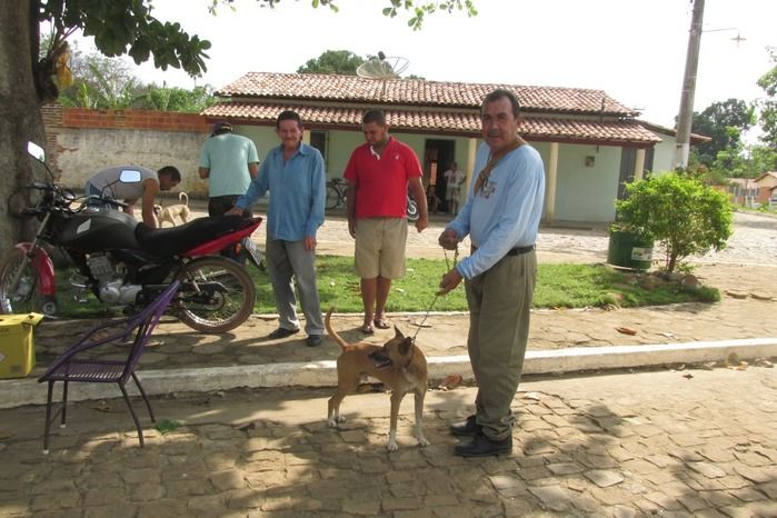 Vacinação de Cães e Gatos já iniciou em Agricolândia  - Imagem 28