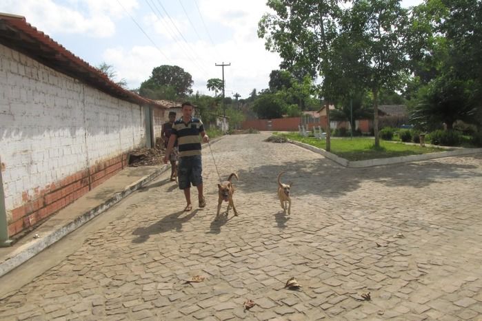 Vacinação de Cães e Gatos já iniciou em Agricolândia  - Imagem 10