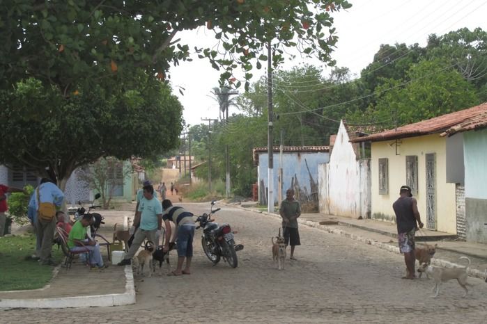 Vacinação de Cães e Gatos já iniciou em Agricolândia  - Imagem 25