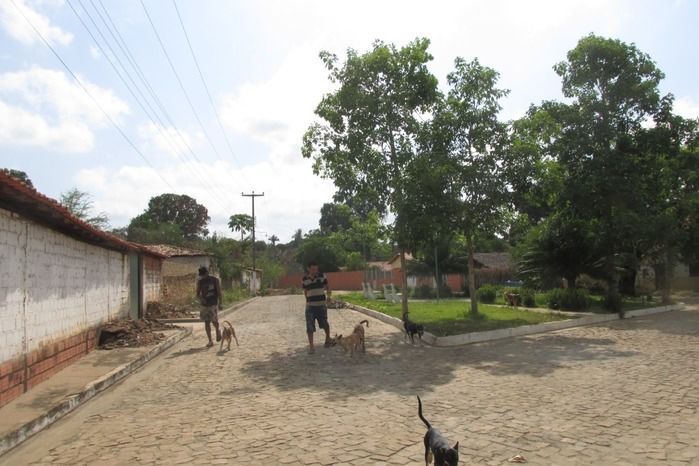 Vacinação de Cães e Gatos já iniciou em Agricolândia  - Imagem 9