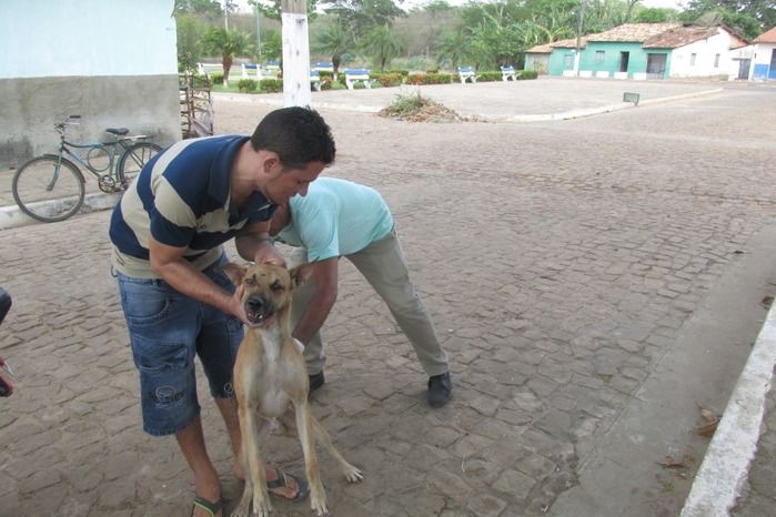 Vacinação de Cães e Gatos já iniciou em Agricolândia  - Imagem 20