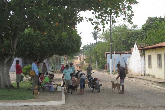 Vacinação de Cães e Gatos já iniciou em Agricolândia  - Imagem 23