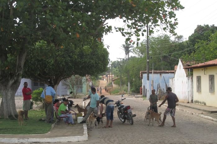 Vacinação de Cães e Gatos já iniciou em Agricolândia  - Imagem 24