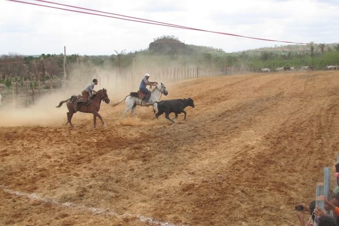 Parque de vaquejada 5 irmãos leva quase 3 mil pessoas em Curralinhos - Imagem 11