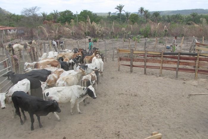 Parque de vaquejada 5 irmãos leva quase 3 mil pessoas em Curralinhos - Imagem 13