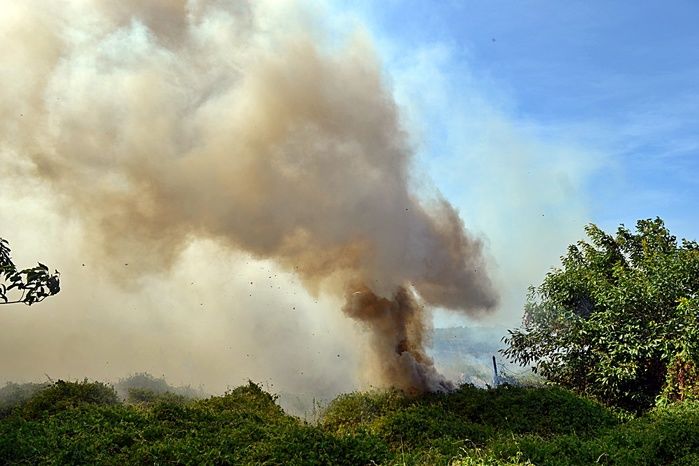 Incêndio atinge área de 200 hectares no litoral do PI e assusta moradores - Imagem 4
