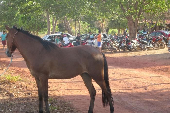 Confira como foi a tradicional Corrida de Cavalos de Lagoa Seca  - Imagem 8