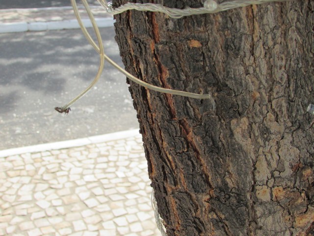 Ornamentação Natalina de Ipiranga do Piauí Está Sendo Vandalizada - Imagem 10