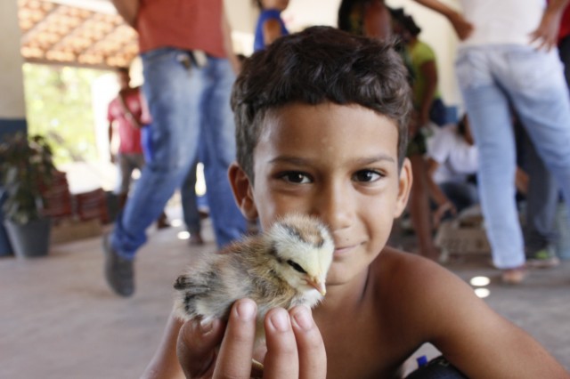 Projeto Mais Caipirão vai beneficiar 2 mil famílias em Miguel Alves - Imagem 5