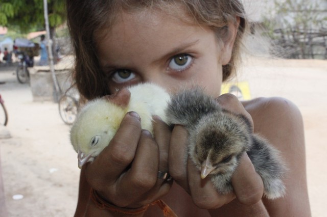 Projeto Mais Caipirão vai beneficiar 2 mil famílias em Miguel Alves - Imagem 8