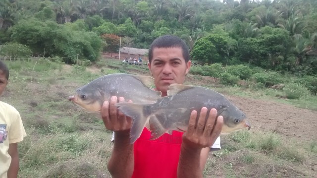 Prefeitura de Miguel Alves doa 1 tonelada de peixes a famílias carentes - Imagem 2