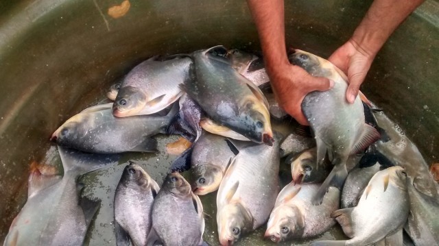 Prefeitura de Miguel Alves doa 1 tonelada de peixes a famílias carentes - Imagem 1