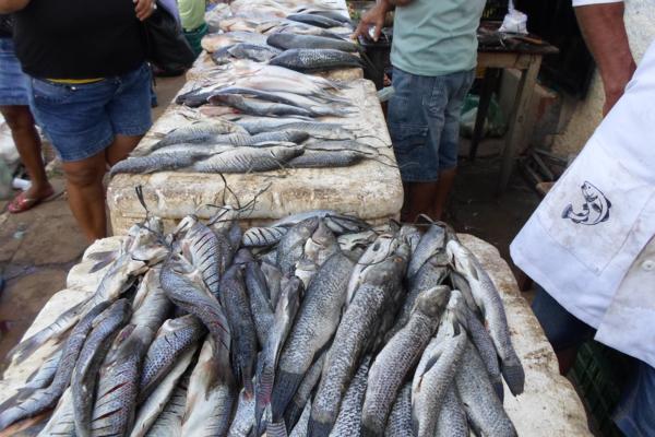 Movimentação feira livre de Amarante - Imagem 7