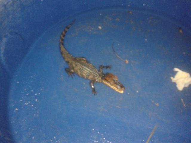 Moradores Encontram Filhote de Jacaré - Imagem 1