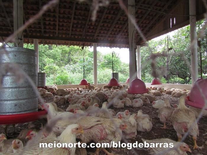 Empresa ‘Frango São Miguel’ é modelo para futuros empreendedores - Imagem 7