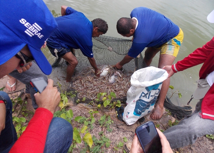 Prefeito de União e Sebrae incentivam criação de camarão na zona rural - Imagem 4