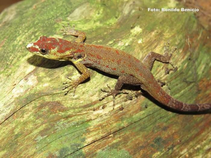 Novas pesquisas para o município de Barras do biólogo Ronildo Benicio - Imagem 6