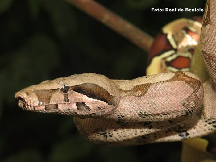 Novas pesquisas para o município de Barras do biólogo Ronildo Benicio - Imagem 5