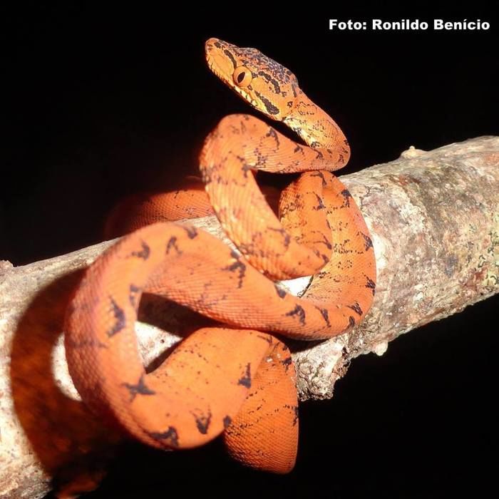 Novas pesquisas para o município de Barras do biólogo Ronildo Benicio - Imagem 3