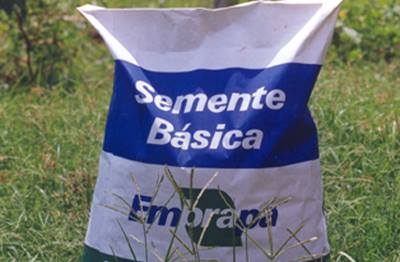 Agricultores de Itainópolis recebem sementes de milho e feijão. - Imagem 2