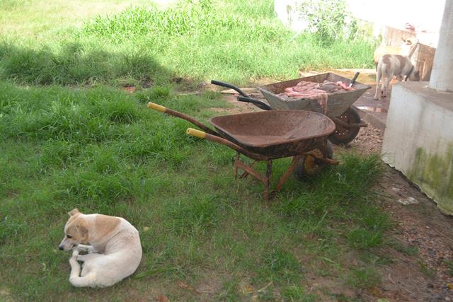 Subseção da OAB de Valença visita matadouro e pede melhorias - Imagem 12