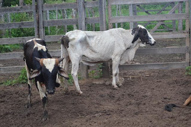 Subseção da OAB de Valença visita matadouro e pede melhorias - Imagem 13
