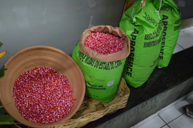 Miguel Alves recebe 3 toneladas de sementes para agricultura familiar - Imagem 3