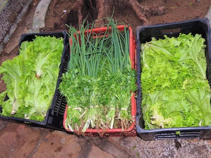 Feira da Fartura atrai diversas pessoas à procura de comprar produto sem agrotóxico e de qualidade - Imagem 4