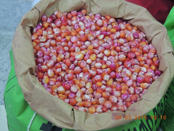 Agricultores familiares de Monsenhor Gil recebem sementes de milho e feijão - Imagem 12